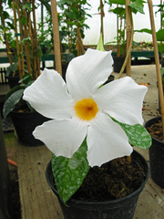 Mandevilla sanderi