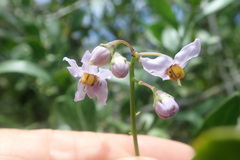 Solanum africanum