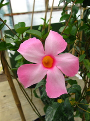 Mandevilla sanderi