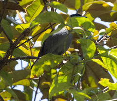 Ploceus nelicourvi