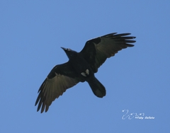 Corvus cryptoleucus