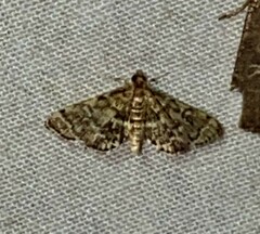 Anageshna primordialis