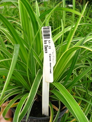 Carex morrowii