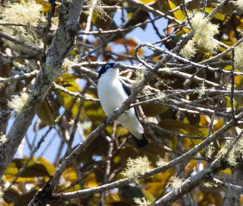 Chabert Vanga (Leptopterus chabert), photo 10