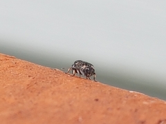 Anthribinae