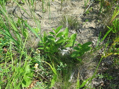 Polygonatum humile