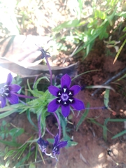 Lapeirousia oreogena