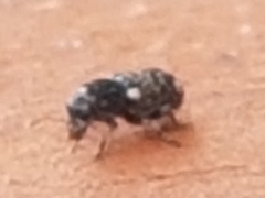 Anthribinae