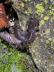 Aneides lugubris
