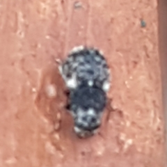 Anthribinae
