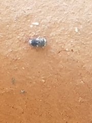 Anthribinae