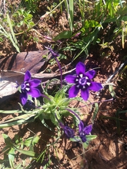 Lapeirousia oreogena