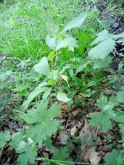 Polygonatum involucratum