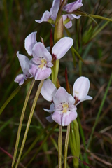 Diuris fragrantissima