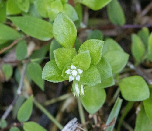 Crassula alsinoides