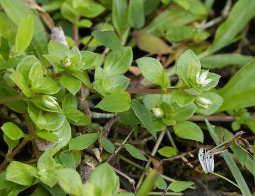Crassula alsinoides