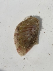 Electroma papilionacea