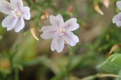 Limonium linifolium