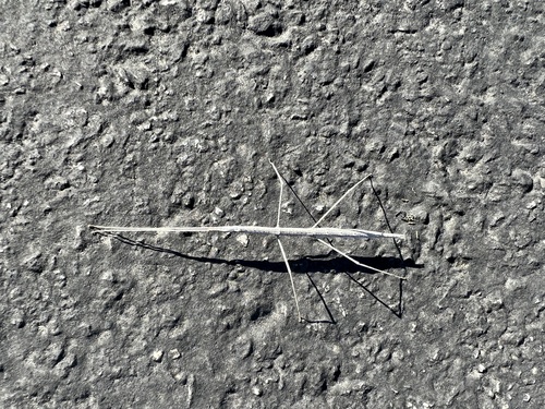iNaturalist observation photo of Short-horn Walkingsticks