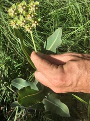 Asclepias elata