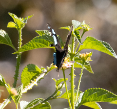 Papilio oribazus