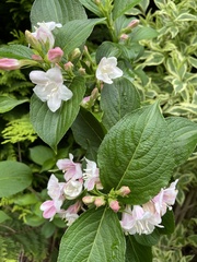 Weigela