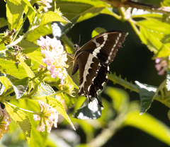 Papilio delalandei