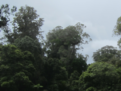 Metrosideros robusta