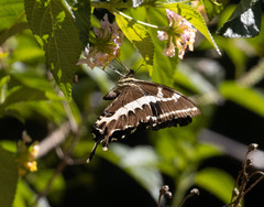 Papilio delalandei