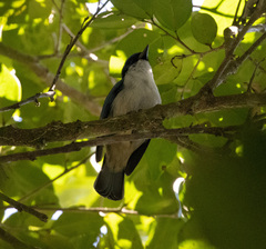 Cyanolanius madagascarinus