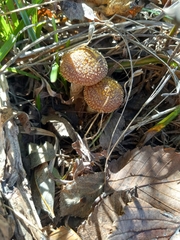 Armillaria gallica
