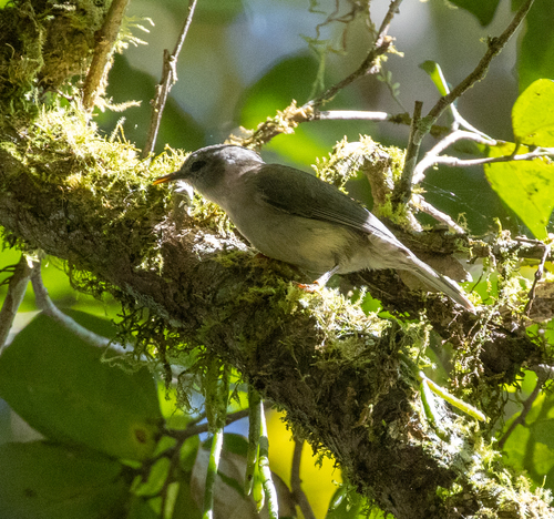 Rand's Warbler (Randia pseudozosterops), photo 5