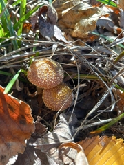 Armillaria gallica