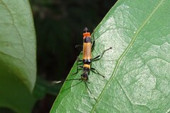 Chauliognathus imperialis