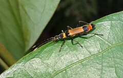 Chauliognathus imperialis