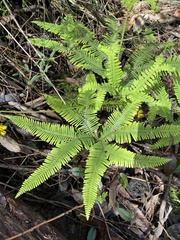 Gleicheniaceae