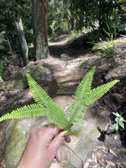 Gleicheniaceae