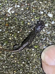 Aneides lugubris