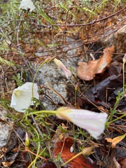 Calystegia macrostegia