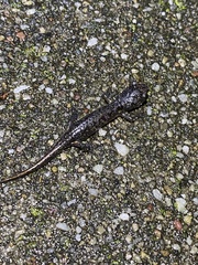 Aneides lugubris