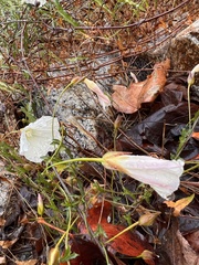 Calystegia macrostegia