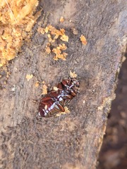 Uloma tenebrionoides