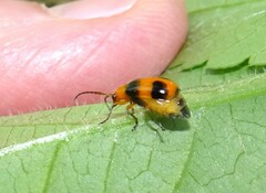 Aulacophora hilaris