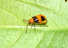 Aulacophora hilaris