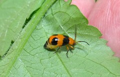 Aulacophora hilaris