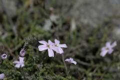 Jamesbrittenia calciphila