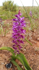 Lachenalia splendida