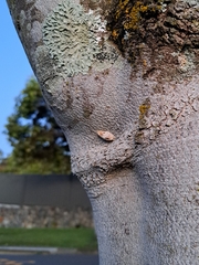 Orthodera