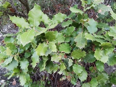 Quercus coccifera