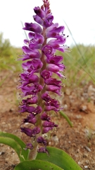 Lachenalia splendida